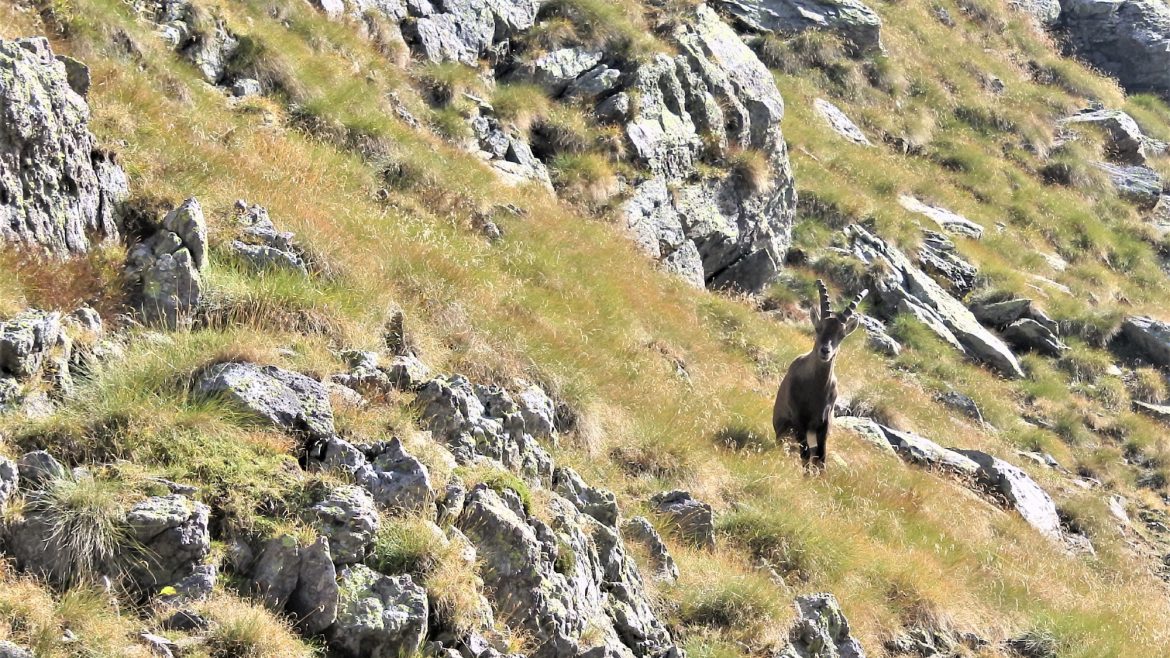 trek-mi-orobian-alps-hiking-ibex